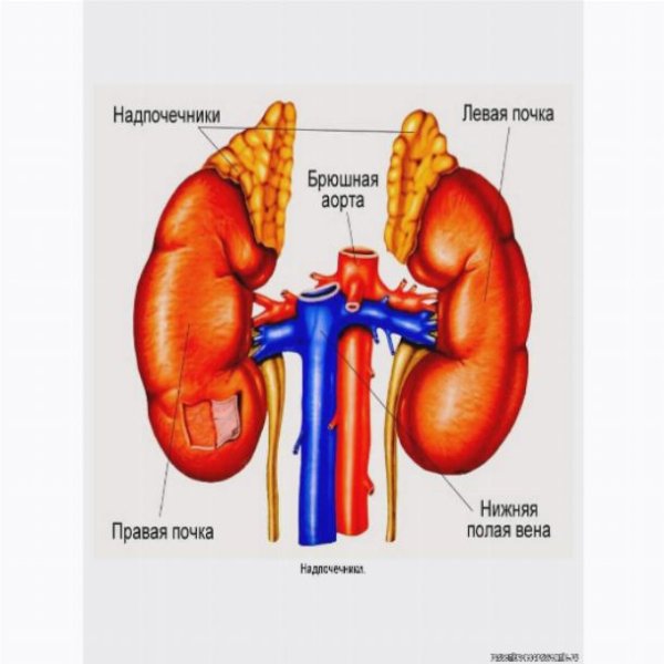 Почки и надпочечники строение