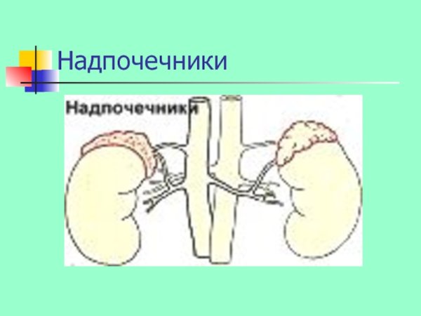 Надпочечники животных