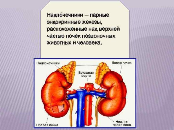 Почки и надпочечники строение