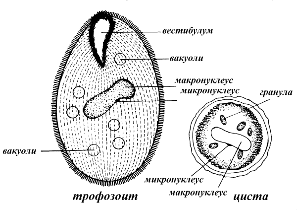 Balantidium coli схема строения