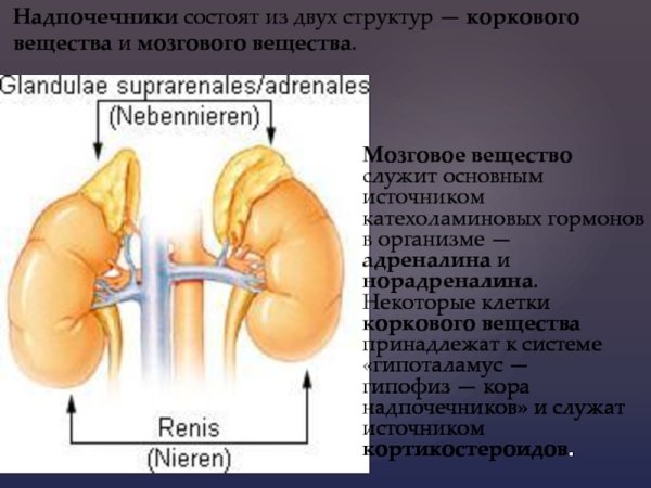 Почки и надпочечники схема