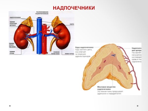 Надпочечники внешнее строение