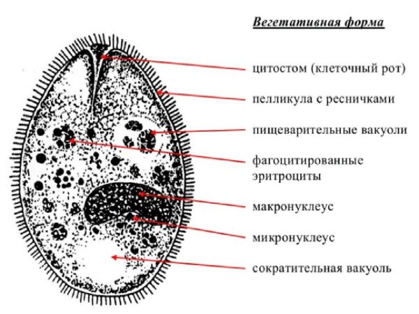 Инфузория балантидий паразит