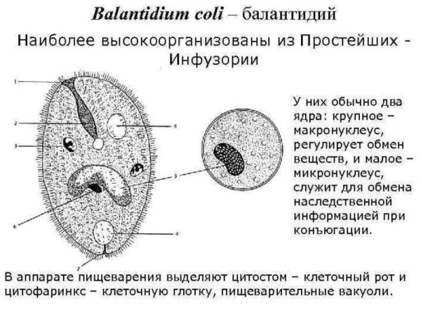 Циста балантидия