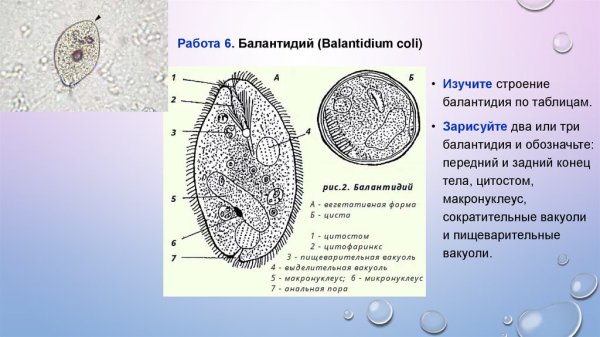 Балантидий Balantidium coli