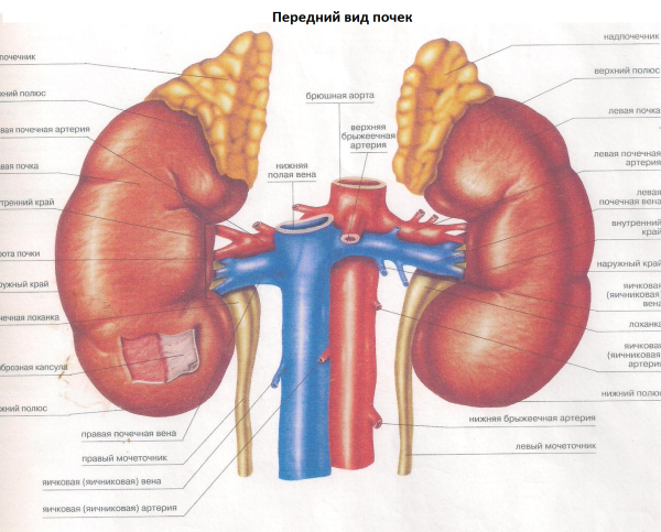 Железы внутренней секреции надпочечники функции