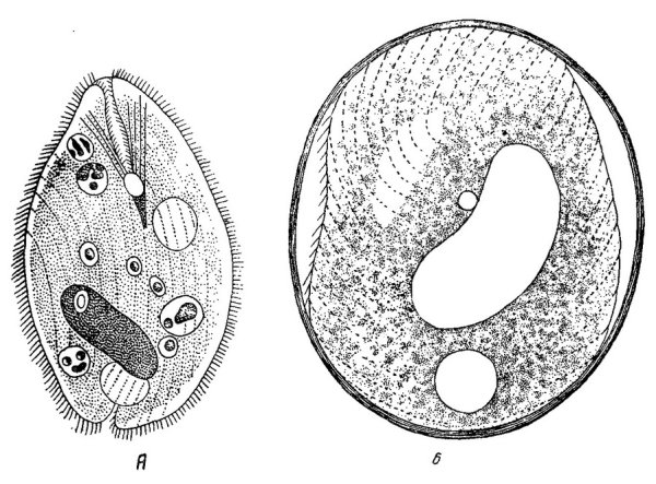 Balantidium coli циста