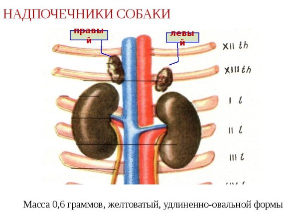 Адреналин кора надпочечников