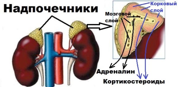 Надпочечники без фона