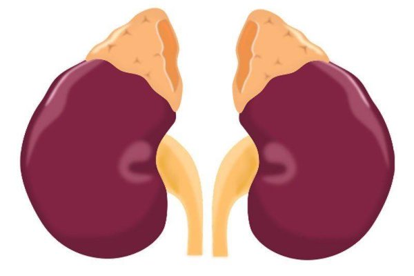 Строение почек и надпочечников человека
