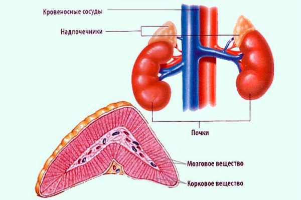 Надпочечники чб