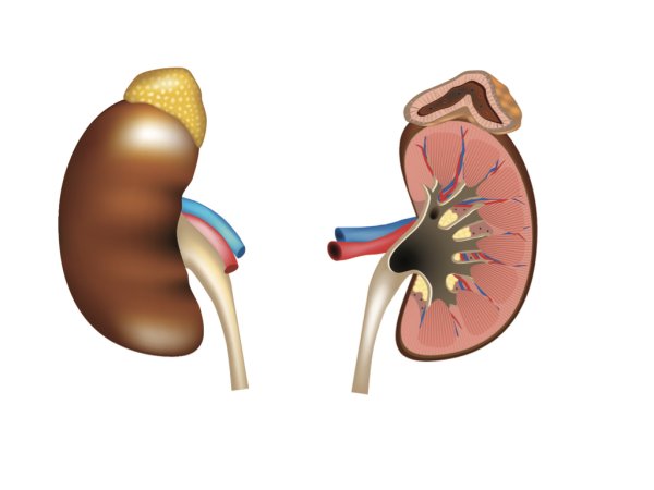 Почки с надпочечниками картинка