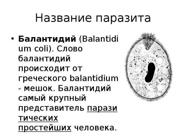 Balantidium coli Тип