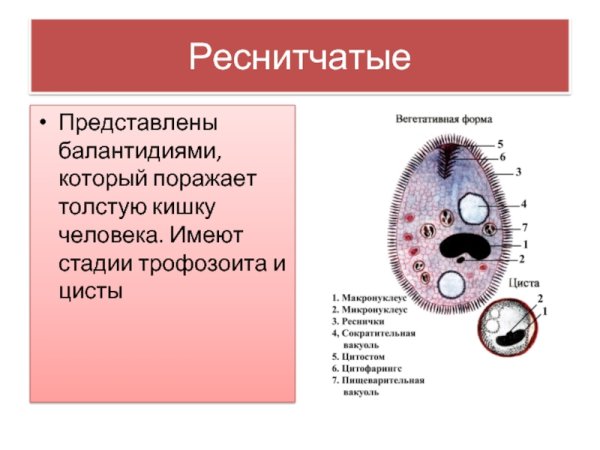 Порошица у балантидии