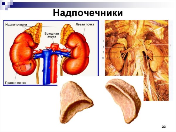 Адреналин гормон надпочечников
