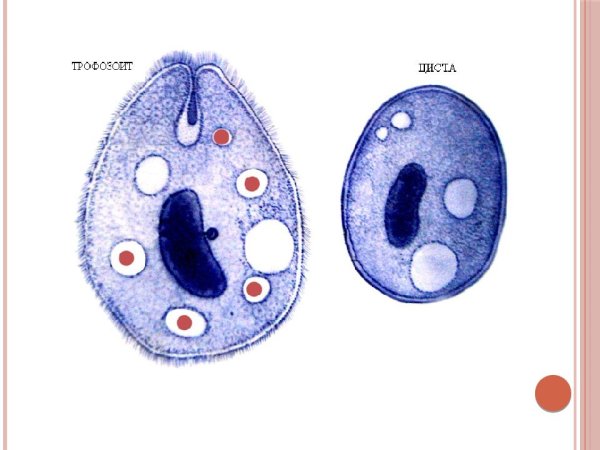 К какому классу относится балантидий