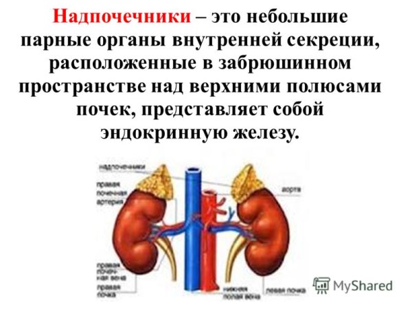 Надпочечники 3д анатомия