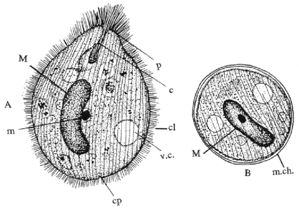 Инфузориями Balantidium coli строение
