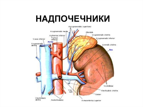Анатомия надпочечников человека