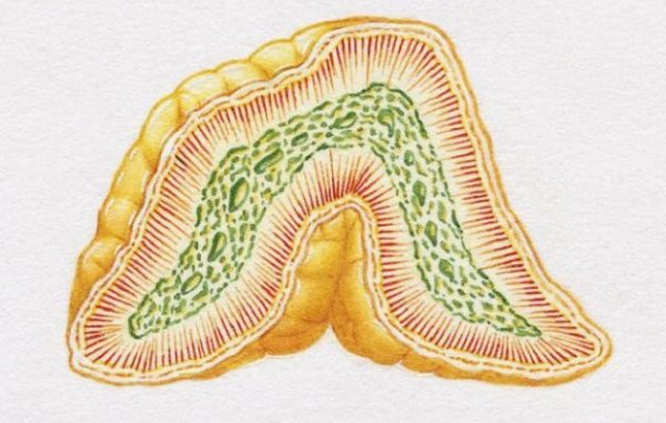 Гормоны надпочечников: структура, функции