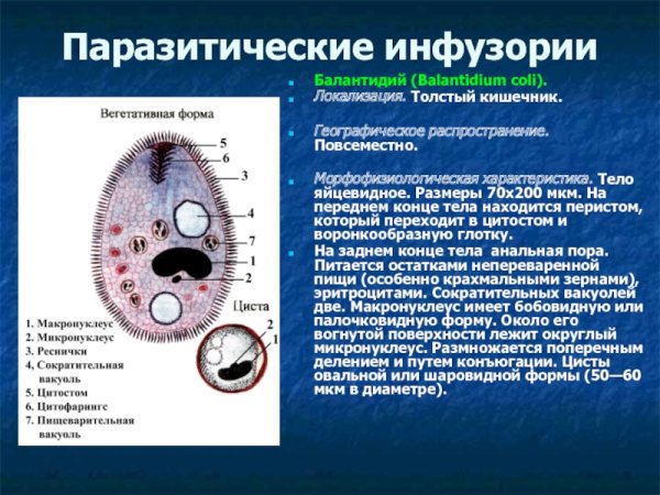 Балантидий резервуар возбудителя
