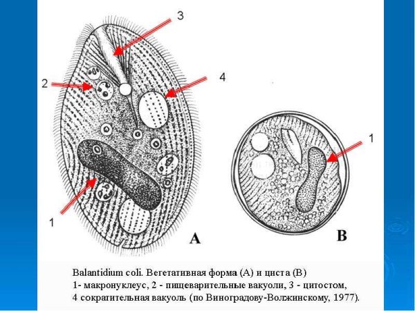Вегетативная форма это
