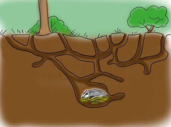 Норы Барсуков схема