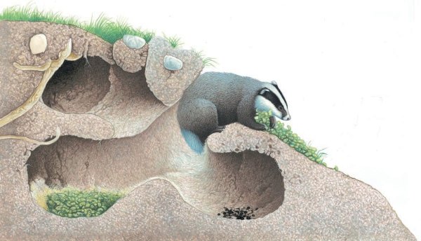 Нора барсука схема