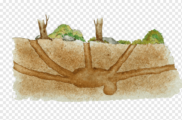 Нора на прозрачном фоне