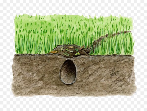 Мышка в норке