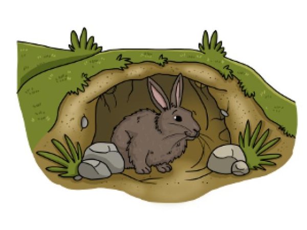 Норка зайца