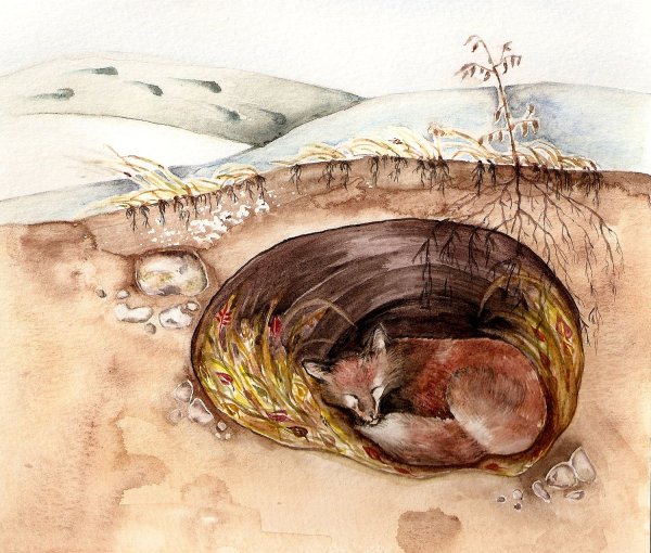 Мэтью Лисья Нора