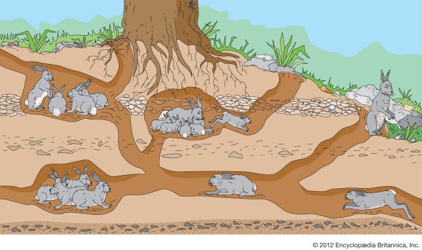 Норы сурикатов под землей