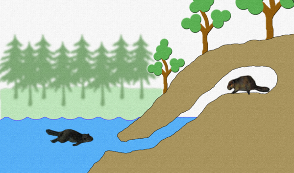 Нора выдры схема