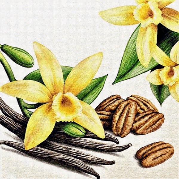 Цветок ванили вектор