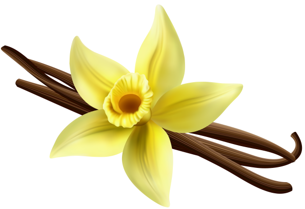 Ваниль на белом фоне