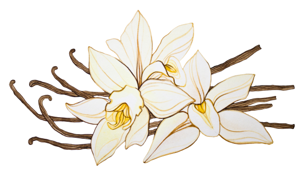 Ваниль без фона