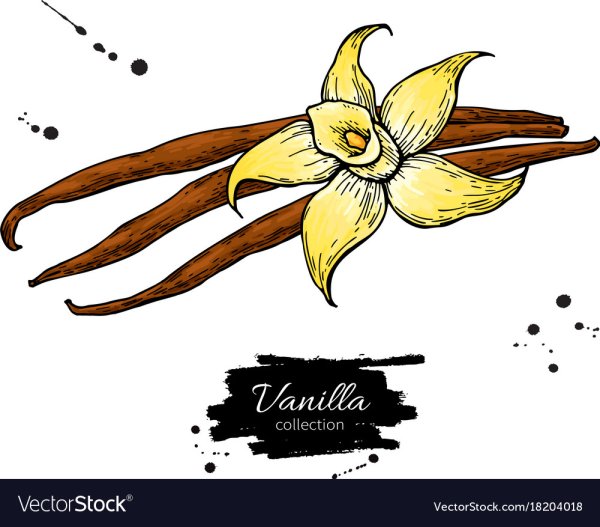 Ваниль скетч