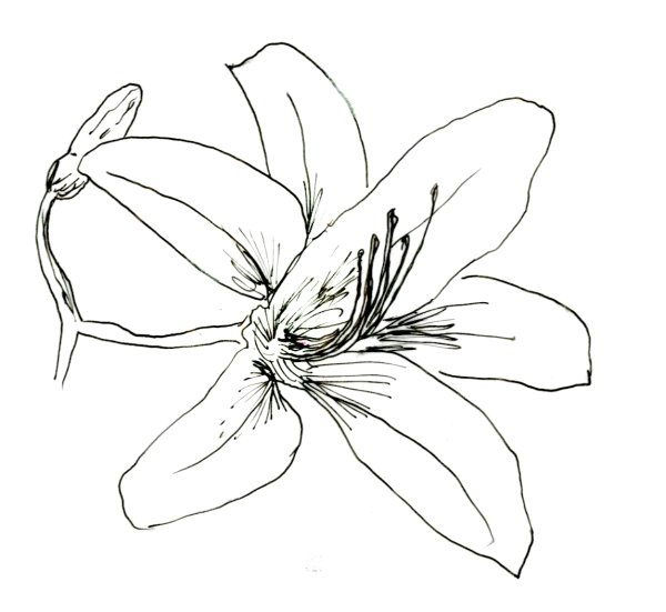 Цветок ванили, раскраска