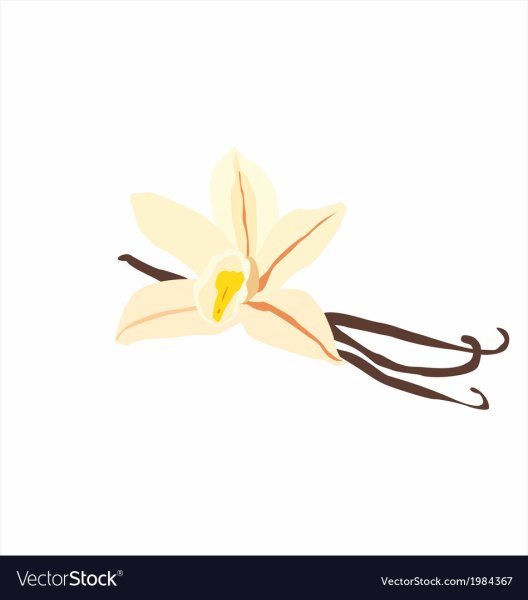 Ваниль иллюстрация