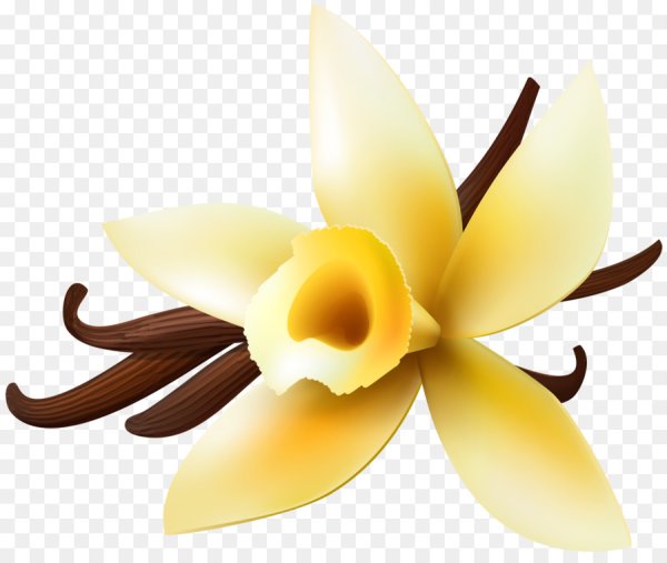 Веточка ванили