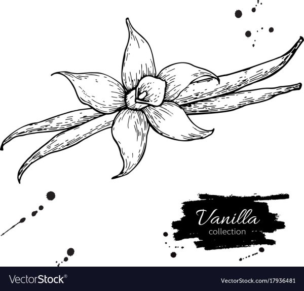 Ваниль набросок