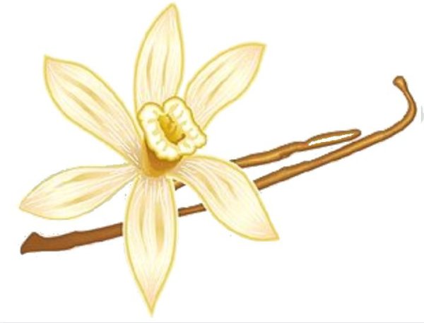 Цветок ванили вектор