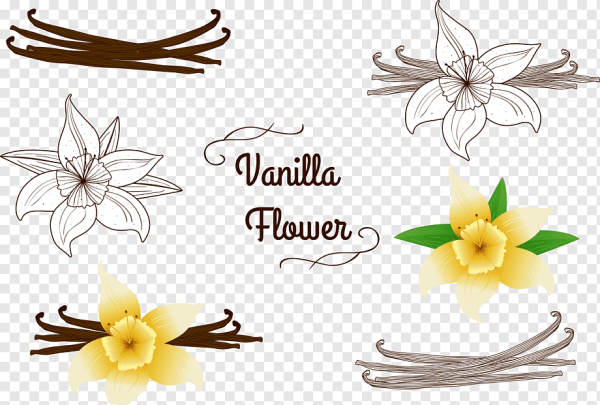 Цветок ванили вектор