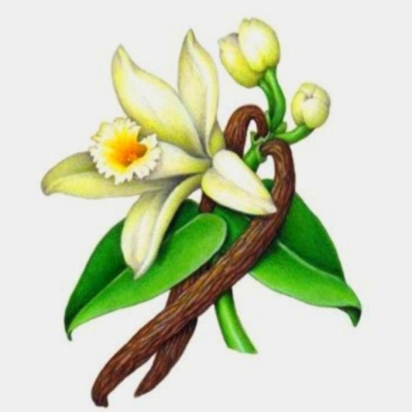 Ваниль Ботаническая иллюстрация