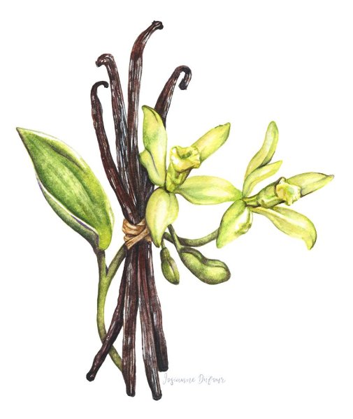 Ваниль Ботаническая иллюстрация
