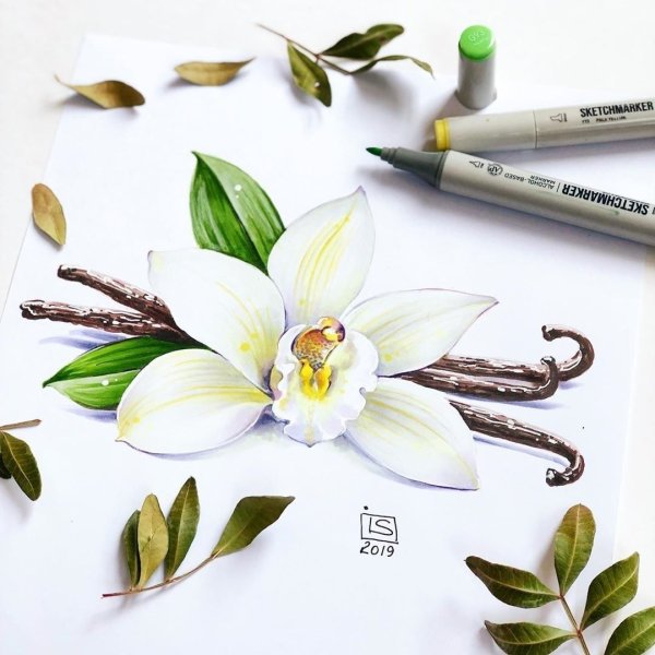 Скетчинг цветы маркерами