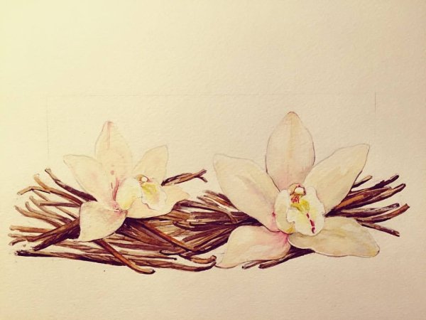 Ваниль акварель