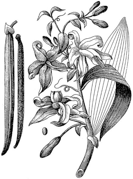 Vanilla planifolia Ботаническая иллюстрация