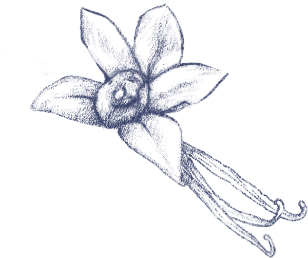 Ваниль цветок скетч